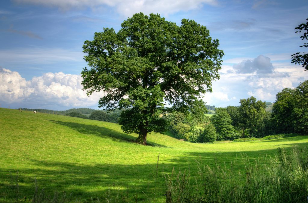 A Tree Stands in the Middle of Rolling Plains with a Bright Blue, Cloudy Sky Behind it.